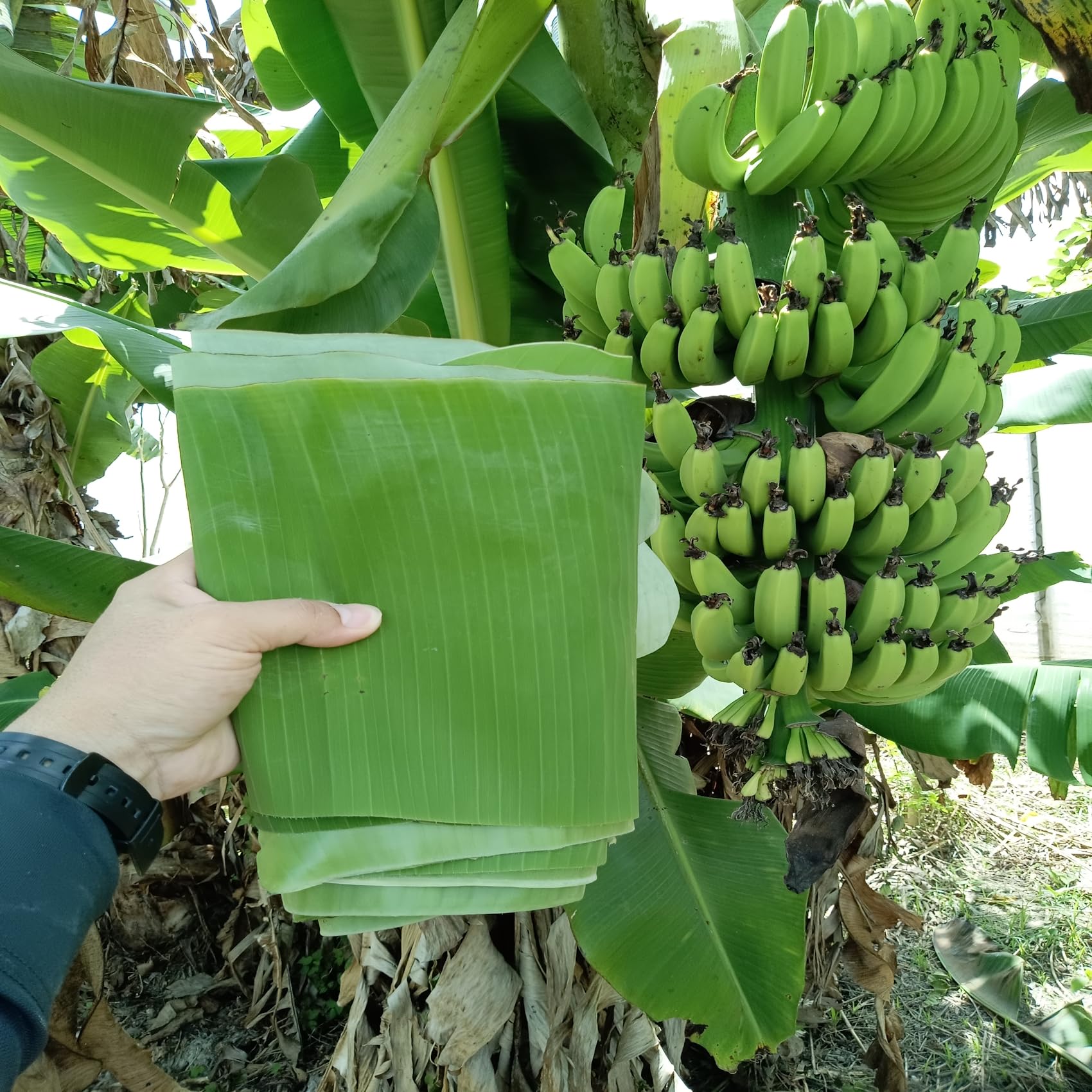 Amazon.co.jp: バナナの葉 茎付 長さ60センチ 幅30センチ 4枚入り